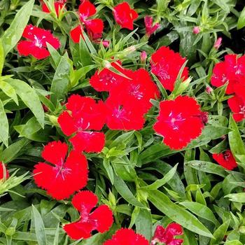 Dianthus chinensis x barbatus