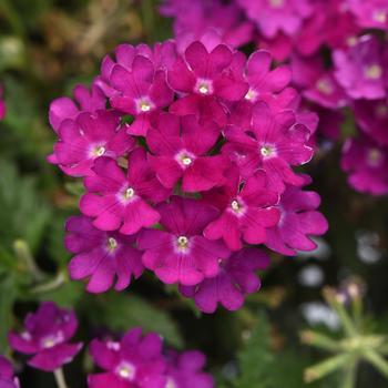 Verbena Beats™ Bright Purple