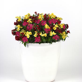 Combination Planter Trixi® 'Whimsical Wonder'