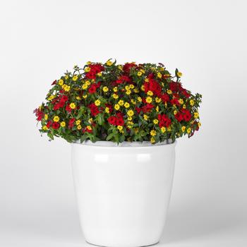 Combination Planter Trixi® 'Tight Ship'