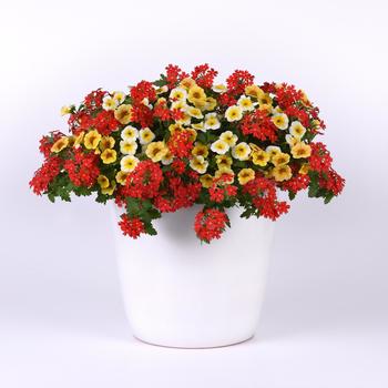 Combination Planter Trixi® 'Sunshiny Day'