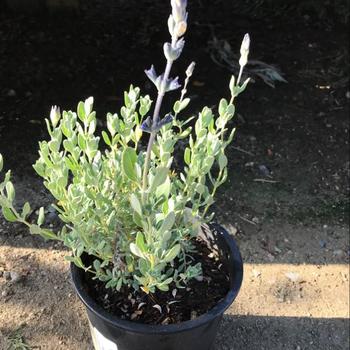 Salvia chamaedryoides