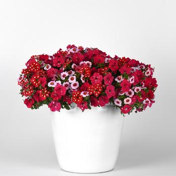 Combination Planter 'Romance in Bloom' 