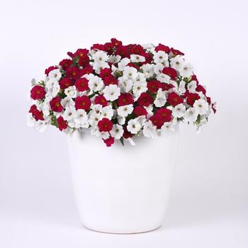 Combination Planter 'Red and White Forever' 