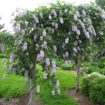 Wisteria macrostachya 'Blue Moon' 