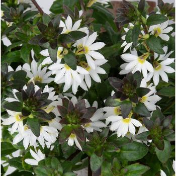 Scaevola aemula 'Scala White Dove'