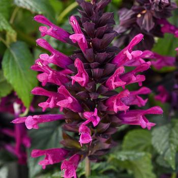 Salvia guaranitica 'Plum Crazy'