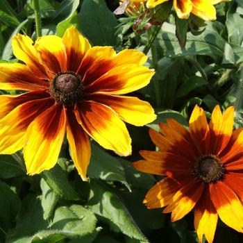 Rudbeckia hirta 'Sunspot Yellow Bicolor' 