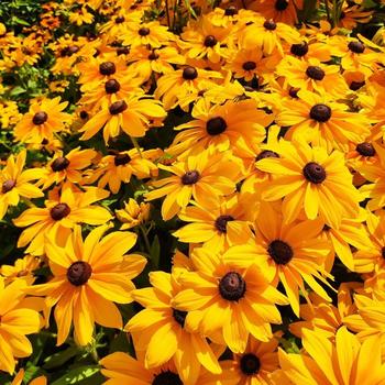 Rudbeckia hirta 'Sunspot Gold'