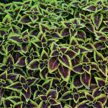 Coleus 'Alligator Alley' 