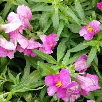 Antirrhinum majus