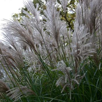 Miscanthus sinensis 'Oktoberfest'