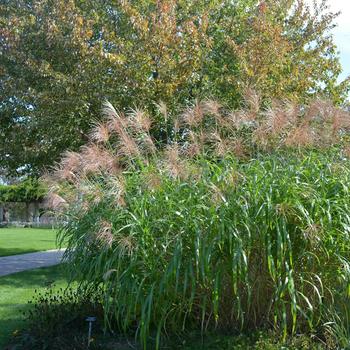 Miscanthus sinensis 'Big Kahuna™'