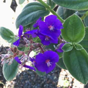 Tibouchina heteromalla