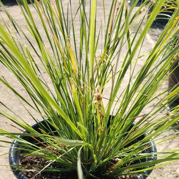 Lomandra confertifolia 'Shorty' 