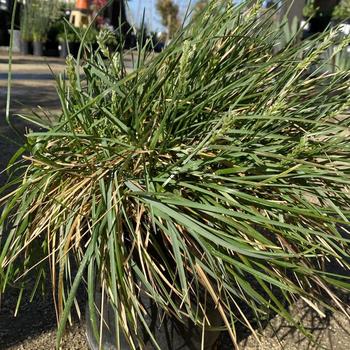 Sesleria caerulea