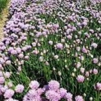 Allium 'Chivette' 