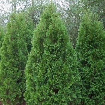 Thuja orientalis 'Blue Cone' 