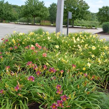 Hemerocallis 