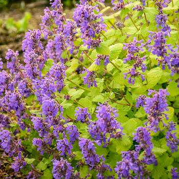 Nepeta x faassenii 'Chartreuse on the Loose'