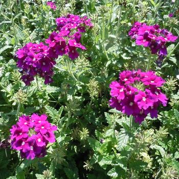 Verbena peruviana