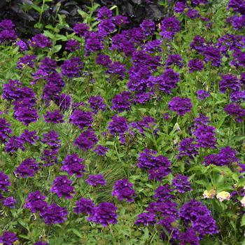 Verbena peruviana EnduraScape™ Dark Purple