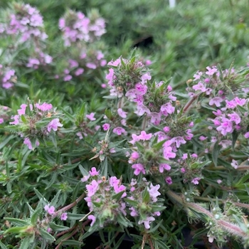 Thymus 'Spicy Orange' 