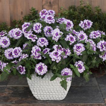 Verbena Superbena Sparkling® Amethyst