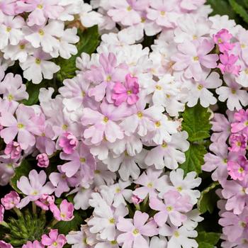 Verbena Superbena® 'Pink Cashmere™'