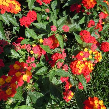 Lantana camara Lucky™ Red