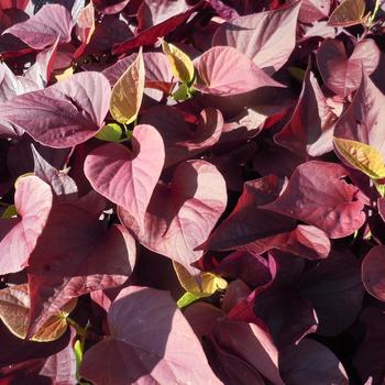 Ipomoea batatas 'Sweet Caroline Sweetheart Mahogany™'