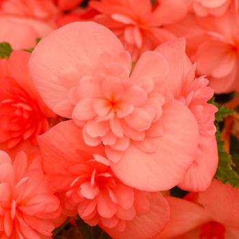 Begonia 'Emerald Salmon' 