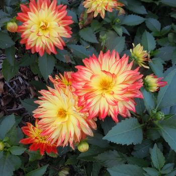 Dahlia 'Icarus' 