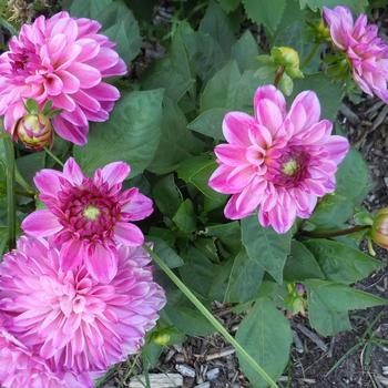 Dahlia Hypnotica® Pink Bicolor