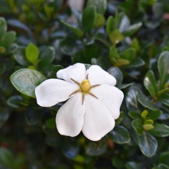 Gardenia jasminoides 'Kleim's Hardy' 