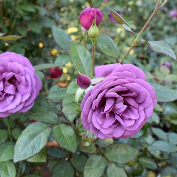 Rosa Sunbelt® 'Plum Perfect™'