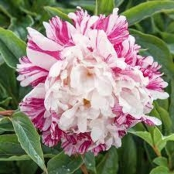 Paeonia lactiflora 'Candy Stripe' 
