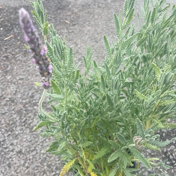 Lavandula 'Big Boy James' 