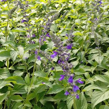 Salvia farinacea