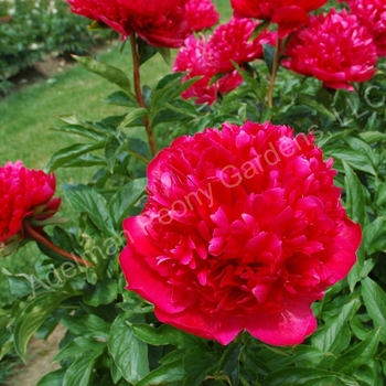 Paeonia lactiflora 'Many Happy Returns' 
