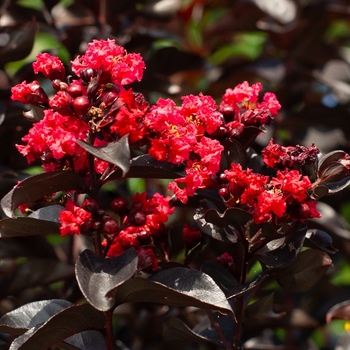 Lagerstroemia 'JM7' PPAF