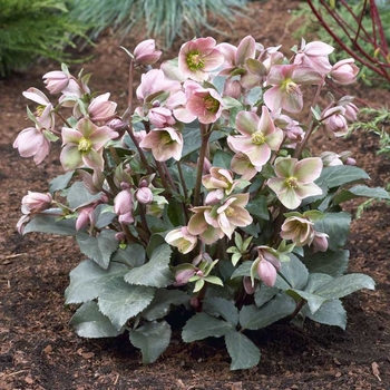 Helleborus 'Angel Glow' 