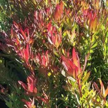 Leucadendron 'Red Gem' 