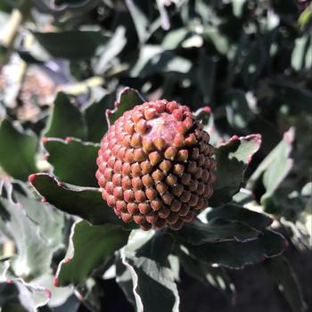 Leucospermum 'Sunrise' 