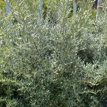 Grevillea lavandulacea 'Penola' 