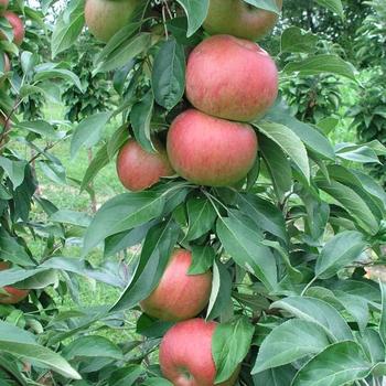 Malus Fruit Snacks® 'Blushing Delight™'