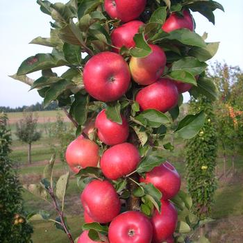 Malus Fruit Snacks® 'Tasty Red™'