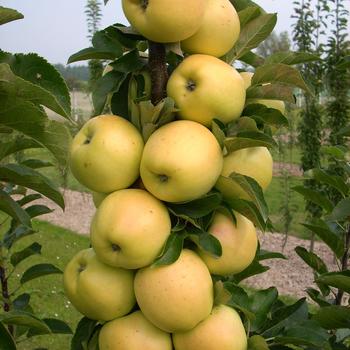 Malus Fruit Snacks® 'Golden Treat™'