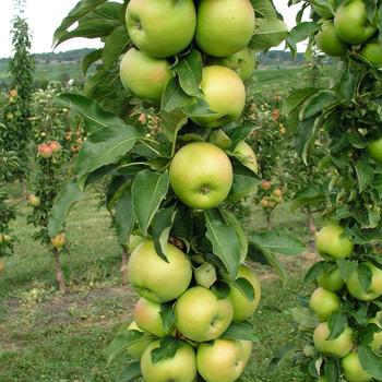 Malus 'Green Cats' 