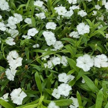 Dianthus chinensis x barbatus